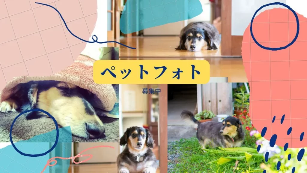 鹿児島ハイピーススタジオハイピース前撮りセルフ撮影スタジオプロカメラマン鹿児島鹿児島市写真館